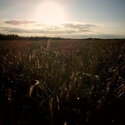 Scenic view of field against sky during sunset