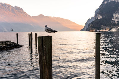 Seagull perching on wooden post in sea against clear sky during sunset