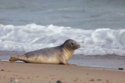 A grey seal on the beach