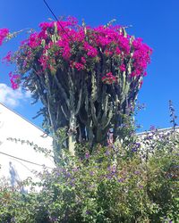 Low angle view of pink flowers against blue sky