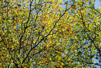 Low angle view of flowering tree against sky