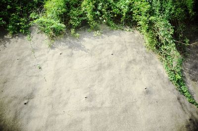 High angle view of plants