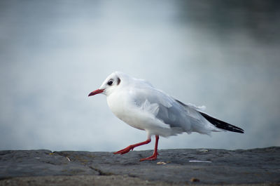 Seagull on wall