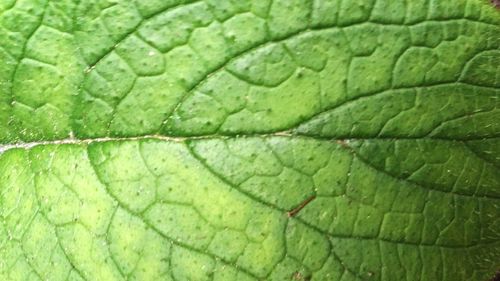 Full frame shot of raindrops on leaf