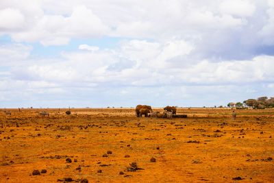 Animals standing on field against cloudy sky