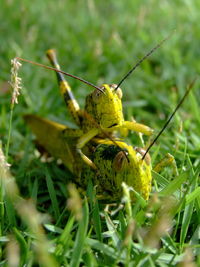 Close-up of insect on plant