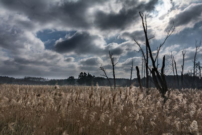 Scenic view of wheat field against cloudy sky
