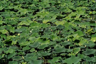 Full frame shot of plants