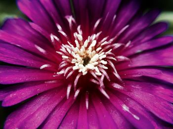 Macro shot of purple flower