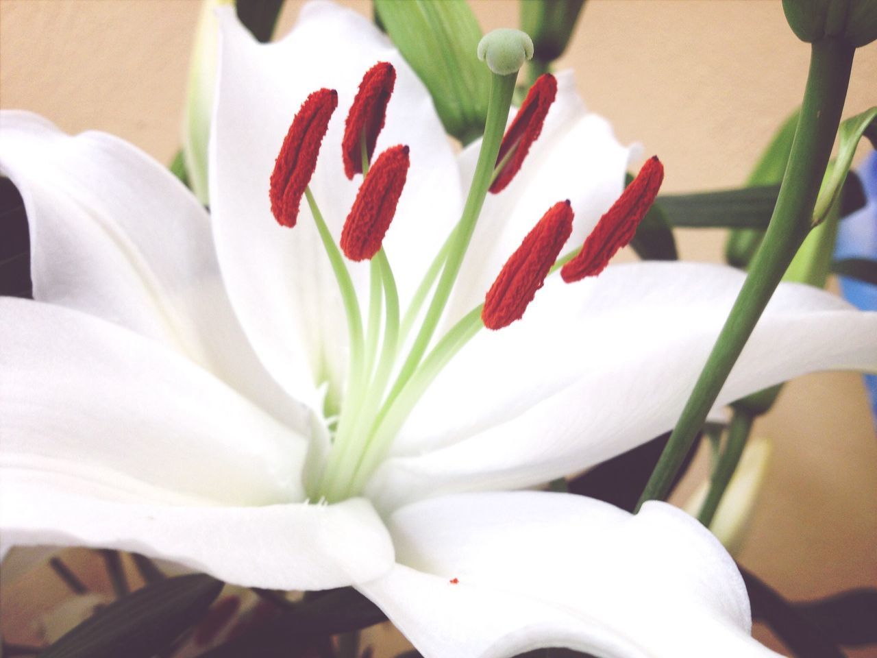 flower, petal, white color, flower head, freshness, fragility, growth, close-up, plant, beauty in nature, blooming, nature, white, stamen, indoors, high angle view, in bloom, potted plant, focus on foreground, pollen