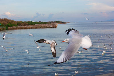 Seagulls flying over lake against sky