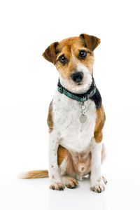 Portrait of dog sitting against white background