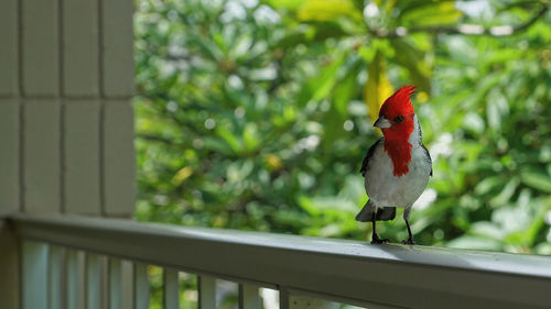 Close-up of parrot perching on tree