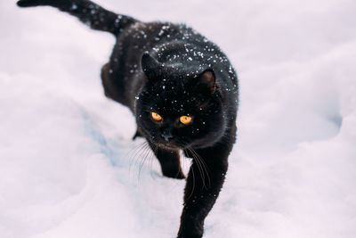 Close-up of a black cat in snow