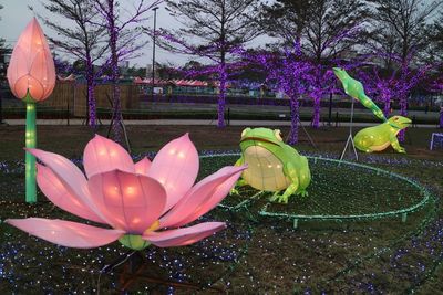 Close-up of pink flowers