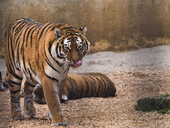 Tiger in a zoo