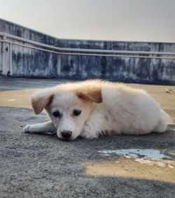 Portrait of dog relaxing on street in city
