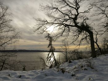 Bare trees against sky at sunset