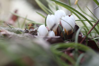 plant