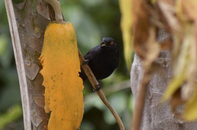 Close-up of bird perching on branch