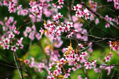 Close-up of pink flowering plant