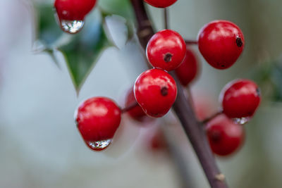 Close-up of red berries growing on tree