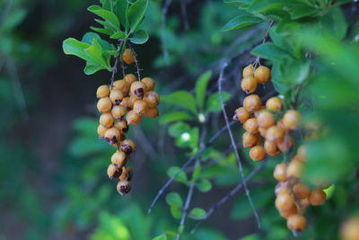 Close-up of fruits growing on plant