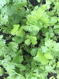 Full frame shot of leaves