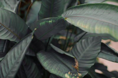 Full frame shot of leaves
