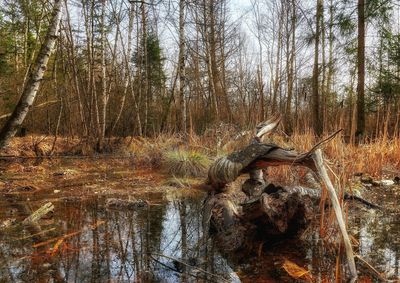 Reflection of trees in water