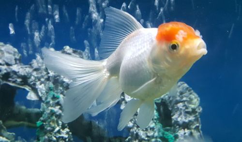 Close-up of fish swimming in aquarium