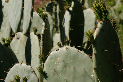 Cacti garden