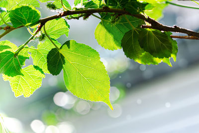 Close-up of green leaves on plant