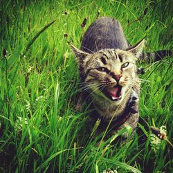 Close-up of cat in field