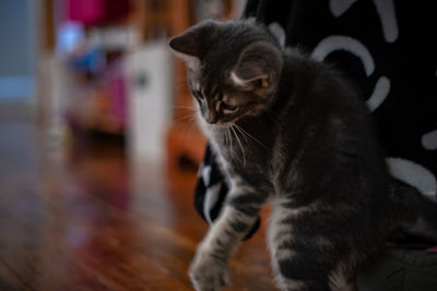 Close-up of kitten sitting at home