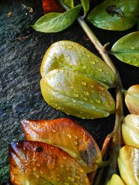 High angle view of bananas