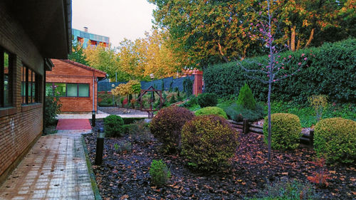 Narrow footpath amidst plants in front of house