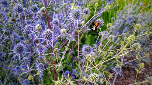 Close-up of bee on purple flowers