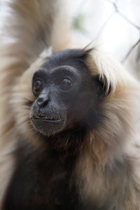 Close-up of a monkey looking away