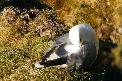 Close-up of swan on grass