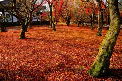 Trees in park during autumn