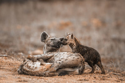 Close-up of hyenas on land