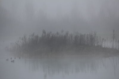 Scenic view of lake in forest