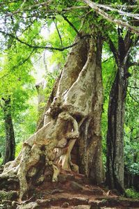 Low angle view of trees in forest