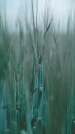 Close-up of stalks in field