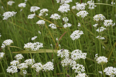 Close-up of white flowering plants on field