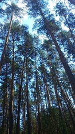 Low angle view of bamboo trees in forest