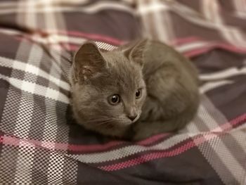 Close-up of kitten relaxing on bed