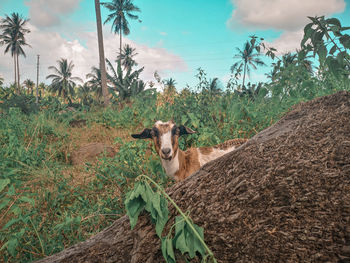 Portrait of dog amidst plants on land