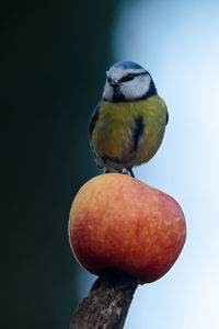 bird